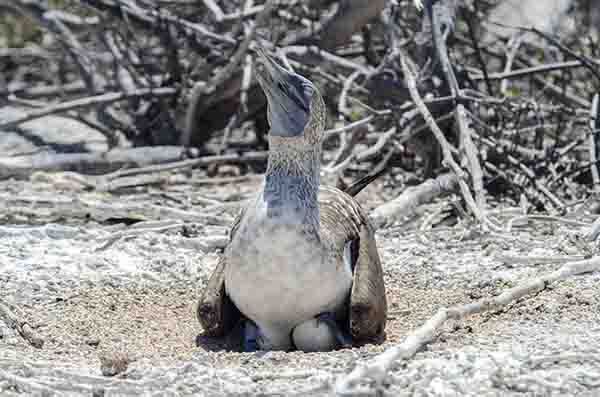 Piquero de Patas Azules - isla Seymour Norte - islas Galápagos - Ecuador 15.jpg